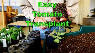 How to Transplant Tomato Seedlings