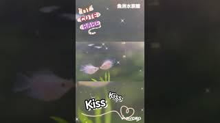 接吻魚 會親親的魚 kiss魚