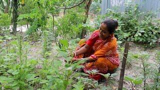 চমৎকার স্বাদের লোটে মাছের ঝাল, পটলের রসা ও বাগান থেকে টাটকা শাক তুলে ভাঁজা করলাম