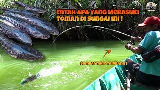 Entah Apa Yang Merasuki Toman Di Sungai Ini, Ganasnya Gak Main Main !