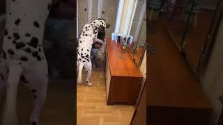 ДО СЛІЗ! Пес дочекався ХАЗЯЇНА З ФРОНТУ