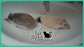 COMO BAÑAR A LOS ERIZOS DE TIERRA / CONSEJOS PARA EL BAÑO CON AGUA A LOS ERIZOS