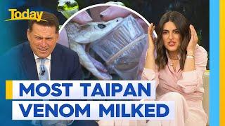 Australian Reptile Park breaks record for most Taipan venom milked | Today Show Australia