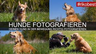 Deinen Hund in Bewegung fotografieren - Tipps für perfekte Tierfotos - Tutorial Hunde Fotografie