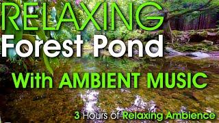 3 Hour Relaxing Beautiful Forest Pond with Soothing Sounds of Nature and Music