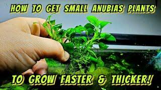 The Crazy Little Trick That Makes Anubias Plants Grow Faster & Thicker. How to Split & Propagate.