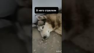 В него стреляли  ТГ: Хвостатый Дом #приют #собака #помощь #животные #хаски