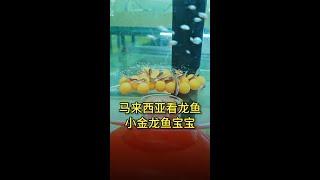 到金龙鱼的原产地，看小龙鱼宝宝的生长过程#水族 #aquarium #养鱼 #小马玩水族 #龙鱼 #金龙鱼