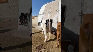 Xojeli #shorts #cows #мухаммеднукус #xojeli