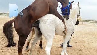  Horse Mating 2023 Video | New Video →