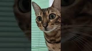 просто милашка #котик #кошечка #бенгал #shorts