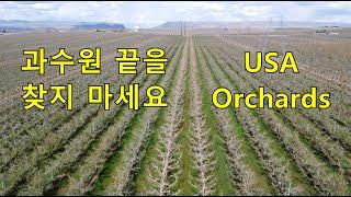 과수원 끝이 어딘지 찾으려 마세요. Washington Orchards