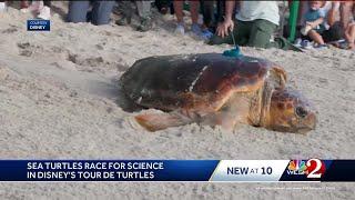 Sea turtles released to join 'Tour de Turtles' in Florida