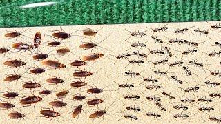 1000 COCKROACHES AGAINST 1000 ANTS. Who will win?