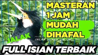 Masteran Jalak Suren Gacor Durasi Panjang - BURUNG JALAK SUREN GACOR FULL ISIAN AMPUH