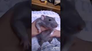 mouse vibes️ #funnyvideos #funny #short #shortviral #shorttrending #tiktokshort #viral #trending