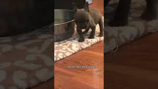 Rescue Boo, our poor little dog #puppy #animals #frenchie #adopt #rescue #dogs