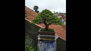 Bonsai lohansung juara | bonsai lohansung jawara | Inspirasi bonsai sultan