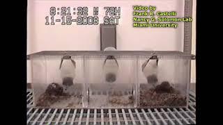 Prairie Vole Partner Preference Test Mate Choice Experiment Time Lapse (no audio)