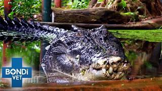 Remembering 110-year-old Cassius  Largest Crocodile In Captivity  Bondi Vet