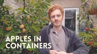 How to Grow Apples in Containers | A Detailed Guide