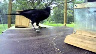 Uji kecerdasan burung gagak omkicau