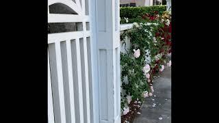 Beautiful destinations: Charleston, SC Spring roses bloom on Legare Street, South of Broad