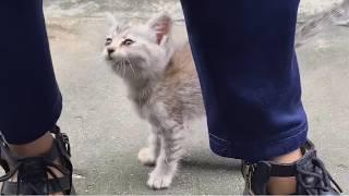 "Please Take Me Home," Stray Kitten with Injured Leg Pleads with Me for Rescue