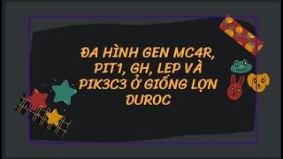 Chia Sẻ Kiến Thức | ĐA HÌNH GEN MC4R, PIT1, GH, LEP VÀ PIK3C3 Ở GIỐNG LỢN DUROC