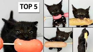 TOP 5 Kitten ASMR Eating Sausage Compilation