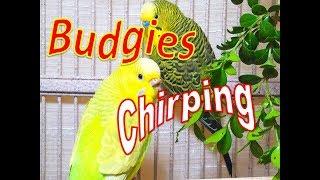 Happy summer budgies songs for your budgies to sing along. 18 Hr Parakeet songs.