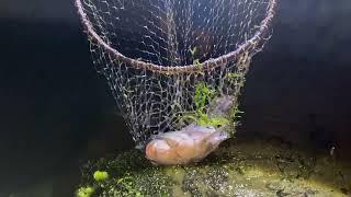 Abrieron la barra y AGARRAMOS LOS PESCADOS HASTA CON LA MANO