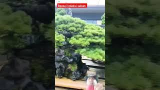 deretan bonsai koleksi sultan yang menakjubkan. #bonsaitree #bonsaigarden