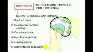 Clasificación de articulaciones