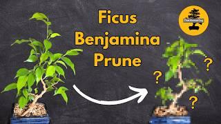 Ficus Benjamina Bonsai | Pruning and Wiring