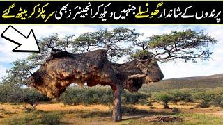 Most Beautiful Bird Nests in the World In Urdu Hindi