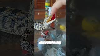 The man rescued a baby crocodile from danger and adopted it