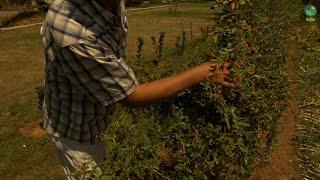 BUJKU – Goji berry, peme e re ne Kosove, por me vlera te larta, sheruese, ndaj hipertensionit