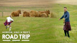 Ya Wee Beauty: Herding Scottish Cows | Gordon, Gino, and Fred's Road Trip