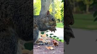 Broomhilda, Gonzo, and their legacy?  #naturewisdom #connectwithnature #squirrelstory