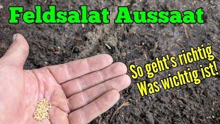 Feldsalat aussäen: Aussaat im Herbst und ernten im Winter & Frühjahr