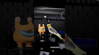 Cute Cockatiel Sings to Krumm from Ahh Real Monsters | Tiel Named Loubert