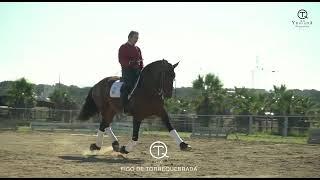 GP lusitano stallion update