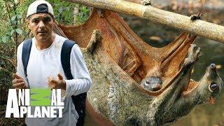 Colugo lleva a su bebé en la barriga | Wild Frank: En busca del dragón | Animal Planet