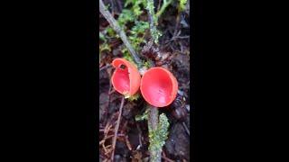 Red cup mushrooms