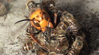 Giant hornet vs Japanese honeybees. Hot defensive bee ball.