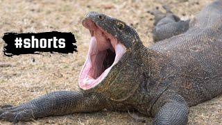 INDONESIA - Wildlife Photography Around the World - #shorts