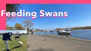 SPRING | FEEDING SWANS AND PIGEONS AT CHRISTCHURCH QUAY