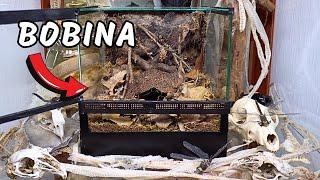 I BUILT A THE DARK DEN ENCLOSURE FOR A GIGANTIC HOUSE SPIDER | TERRAQUAMAN