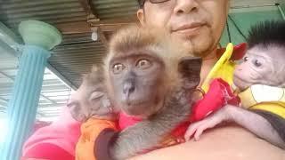 three beloved cute monkeys